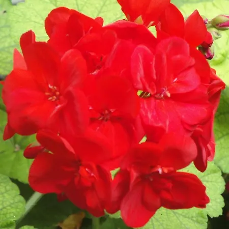 Boutique Geranios Del Pinar בית הארחה